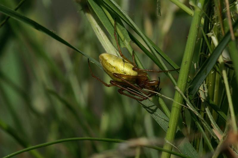 Tetragnatha_extensa_D5104_Z_85_Canal du Nivernais_Frankrijk.jpg